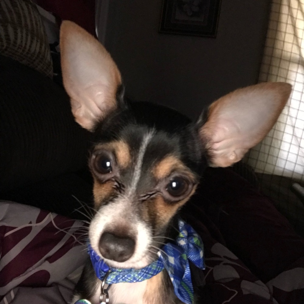 Meet your Posher, Heather ann